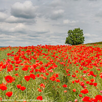 Buy canvas prints of Field Poppies at West Middleton Jun 2021 by Richard Laidler