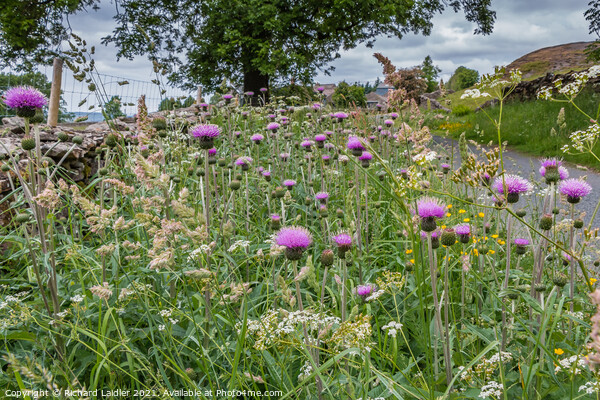 Roadside Melancholy Thistles Picture Board by Richard Laidler