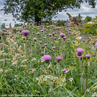 Buy canvas prints of Roadside Melancholy Thistles by Richard Laidler