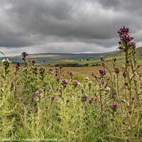 Buy canvas prints of Harwood Thistles by Richard Laidler