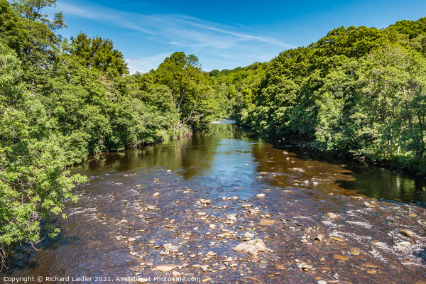 Summer on the River Tees at Cotherstone Picture Board by Richard Laidler