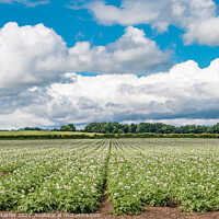 Buy canvas prints of Flowering Potato Crop at Thorpe, Teesdale by Richard Laidler