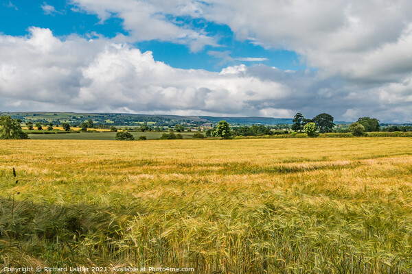 Ripening Barley Picture Board by Richard Laidler