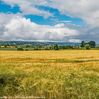 Buy canvas prints of Ripening Barley by Richard Laidler