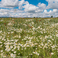 Buy canvas prints of Ox Eye Daisies and Poppies by Richard Laidler