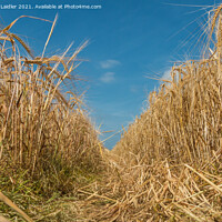 Buy canvas prints of Barley Almost Ready by Richard Laidler