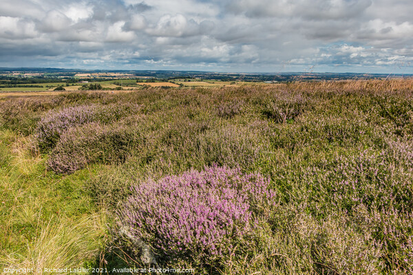 Barningham Moor Heather (2) Picture Board by Richard Laidler