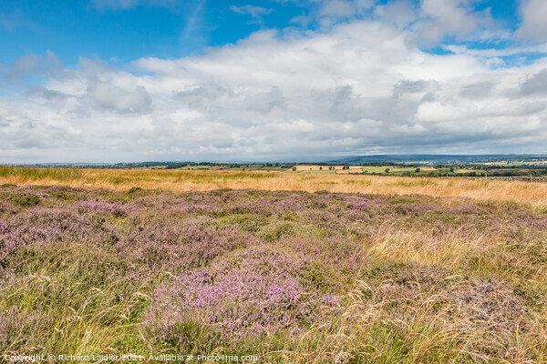 Barningham Moor Heather (1) Picture Board by Richard Laidler