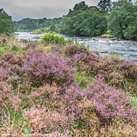 Buy canvas prints of Flowering Heather on the Tees Riverbank by Richard Laidler