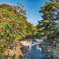 Buy canvas prints of Rowan Tree at Low Force Waterfall, Teesdale by Richard Laidler
