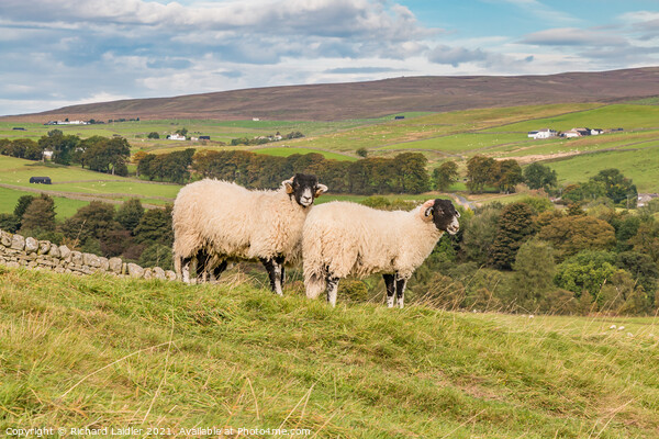 Swaledales at Hield House, Teesdale Picture Board by Richard Laidler