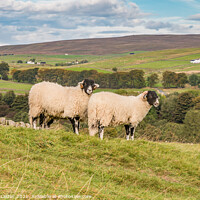 Buy canvas prints of Swaledales at Hield House, Teesdale by Richard Laidler