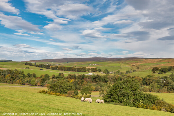 Across to Ettersgill from Hield House, Teesdale in  Mid Autumn Picture Board by Richard Laidler