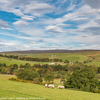 Buy canvas prints of Across to Ettersgill from Hield House, Teesdale in  Mid Autumn by Richard Laidler