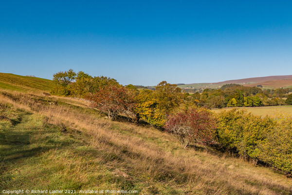Autumn on the Pennine Way towards Newbiggin, Teesdale Picture Board by Richard Laidler