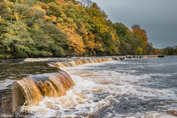 Autumn on the Tees at Whorlton, Teesdale Picture Board by Richard Laidler