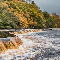 Buy canvas prints of Autumn on the Tees at Whorlton, Teesdale by Richard Laidler