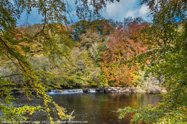 Autumn Beeches at Whorlton, Teesdale Picture Board by Richard Laidler