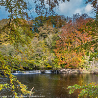 Buy canvas prints of Autumn Beeches at Whorlton, Teesdale by Richard Laidler