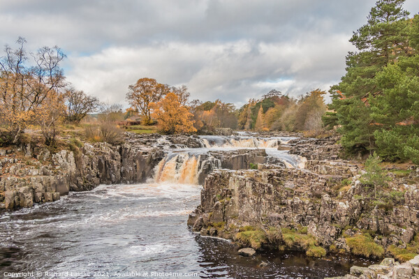Autumn Brightness at Low Force Waterfall, Teesdale Picture Board by Richard Laidler