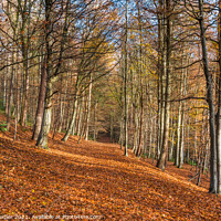 Buy canvas prints of Autumn Woodland at Middleton in Teesdale by Richard Laidler