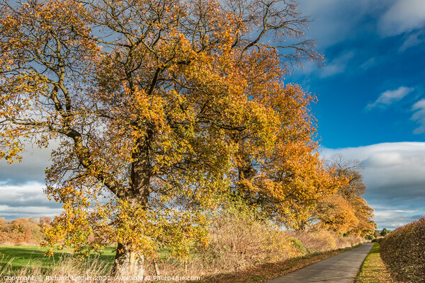 Thorpe Autumn Oaks Picture Board by Richard Laidler
