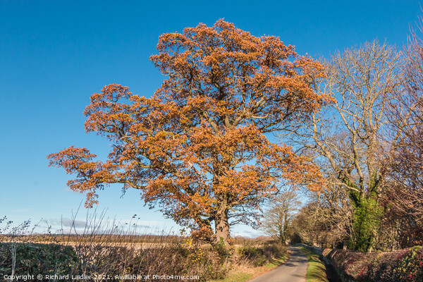 Solitary Autumn Oak Picture Board by Richard Laidler