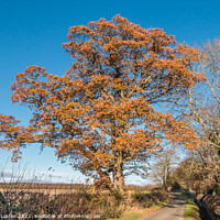 Buy canvas prints of Solitary Autumn Oak by Richard Laidler