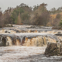 Buy canvas prints of Low Force Waterfall, Teesdale in Flood (1) by Richard Laidler