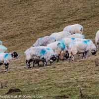 Buy canvas prints of Hill Sheep Blues  by Richard Laidler