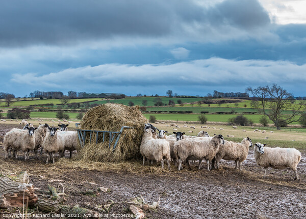 Winter Feeding at Hutton Hall Farm Picture Board by Richard Laidler