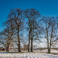 Buy canvas prints of Winter Sycamores  by Richard Laidler