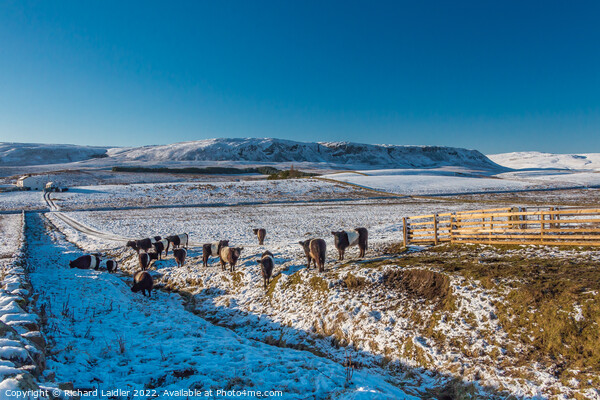 Birk Rigg Belties in Snow Picture Board by Richard Laidler