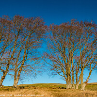 Buy canvas prints of Winter Beeches at Dirt Pit Farm by Richard Laidler