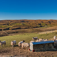 Buy canvas prints of Winter Fodder at Bowes Close Farm Harwood, Teesdale by Richard Laidler