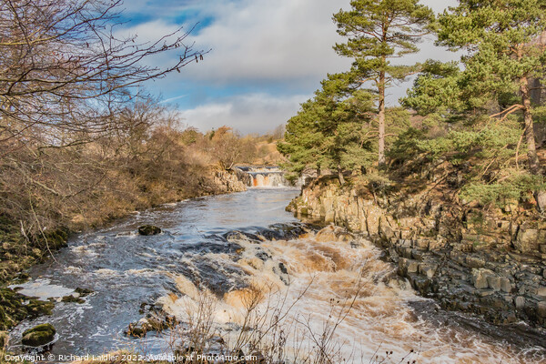 Low Force Waterfall, Teesdale, in Late Winter Sunshine Picture Board by Richard Laidler