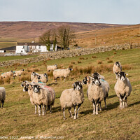 Buy canvas prints of Inquisitive Sheep  by Richard Laidler