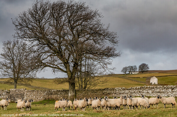 Bowlees Sheep  Picture Board by Richard Laidler