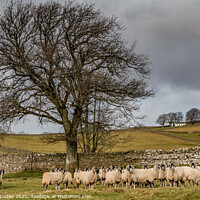Buy canvas prints of Bowlees Sheep  by Richard Laidler