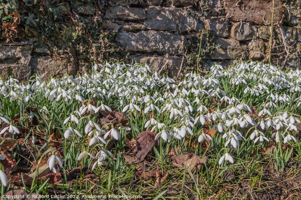 Roadside Snowdrops Picture Board by Richard Laidler
