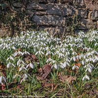 Buy canvas prints of Roadside Snowdrops by Richard Laidler