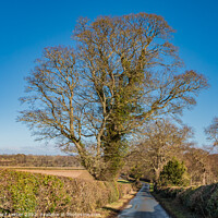 Buy canvas prints of That Sycamore Again! by Richard Laidler