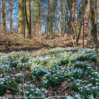 Buy canvas prints of Woodland Snowdrops by Richard Laidler