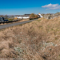 Buy canvas prints of Revelin Farm and Roadside Snowdrops, Teesdale  by Richard Laidler