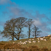 Buy canvas prints of Toddyshaw Hill Mickleton, Teesdale by Richard Laidler