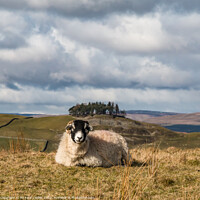 Buy canvas prints of Solitary Swaledale Sheep in Teesdale by Richard Laidler
