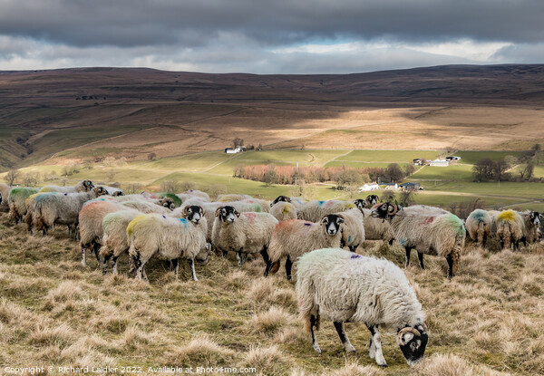 Feeding on Holwick Fell, Teesdale Picture Board by Richard Laidler