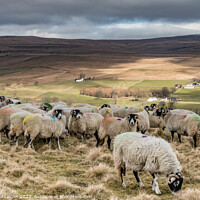 Buy canvas prints of Feeding on Holwick Fell, Teesdale by Richard Laidler