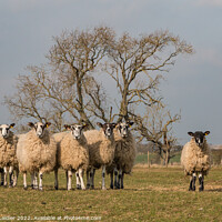 Buy canvas prints of Ovine Family Group by Richard Laidler