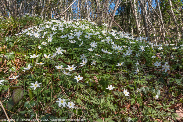 Wood Anemones in Flower Picture Board by Richard Laidler